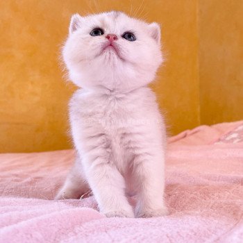 chaton British Shorthair blue golden shell Loki Chatterie Nekobaa