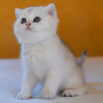 chaton British Shorthair blue golden shell Loki Chatterie Nekobaa