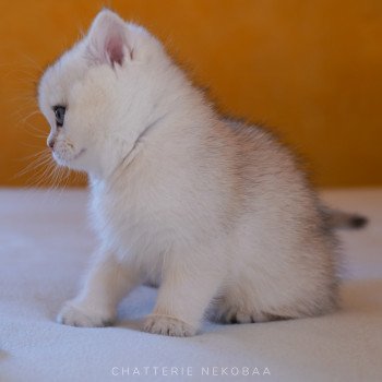 chaton British Shorthair blue golden shell Loki Chatterie Nekobaa