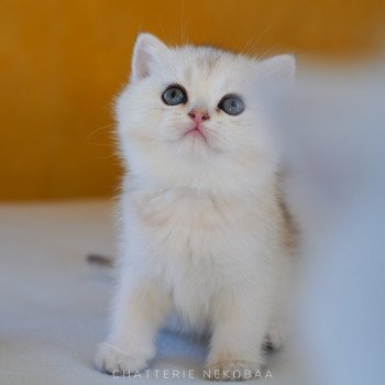 chaton British Shorthair blue golden shell Loki Chatterie Nekobaa