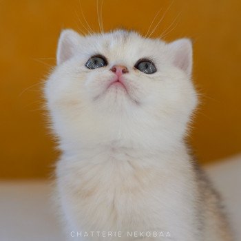 chaton British Shorthair blue golden shell Loki Chatterie Nekobaa