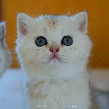 chaton British Shorthair blue golden shell Loki Chatterie Nekobaa