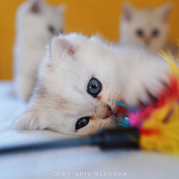 chaton British Shorthair blue golden shell Loki Chatterie Nekobaa