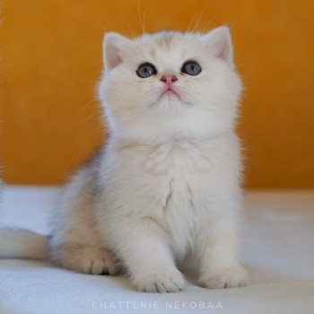 chaton British Shorthair blue golden shell Loki Chatterie Nekobaa