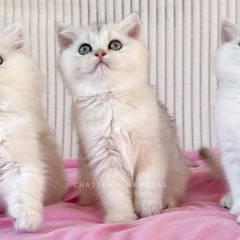 chaton British Shorthair blue golden shaded Loki Chatterie Nekobaa