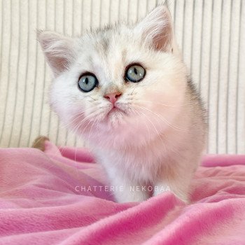 chaton British Shorthair blue golden shaded Loki Chatterie Nekobaa