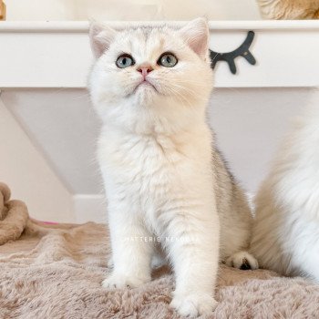 chaton British Shorthair blue golden shaded Tatami Loki Chatterie Nekobaa