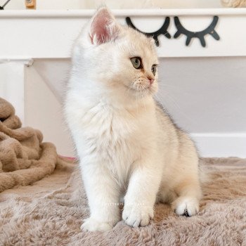 chaton British Shorthair blue golden shaded Tatami Loki Chatterie Nekobaa