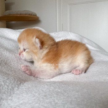 chaton British Shorthair black golden shell Muzan Chatterie Nekobaa chaton British Shorthair black golden shell Muzan Chatterie Nekobaa
