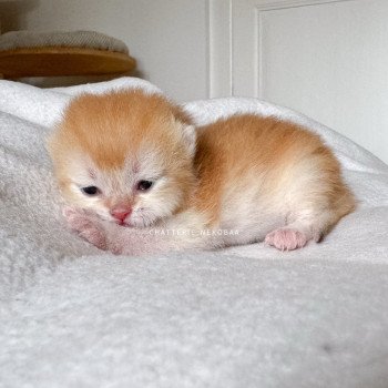 chaton British Shorthair black golden shell Muzan Chatterie Nekobaa chaton British Shorthair black golden shell Muzan Chatterie Nekobaa