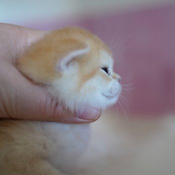 chaton British Shorthair black golden shell Muzan Chatterie Nekobaa chaton British Shorthair black golden shell Muzan Chatterie Nekobaa