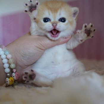 chaton British Shorthair black golden shell Muzan Chatterie Nekobaa chaton British Shorthair black golden shell Muzan Chatterie Nekobaa