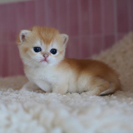Muzan Mâle British Shorthair
