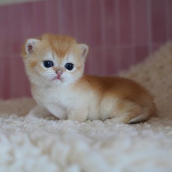 Muzan Mâle British Shorthair
