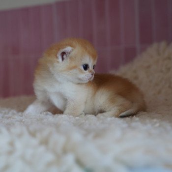 chaton British Shorthair black golden shell Muzan Chatterie Nekobaa chaton British Shorthair black golden shell Muzan Chatterie Nekobaa