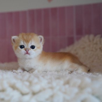 chaton British Shorthair black golden shell Muzan Chatterie Nekobaa chaton British Shorthair black golden shell Muzan Chatterie Nekobaa
