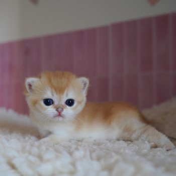 chaton British Shorthair black golden shell Muzan Chatterie Nekobaa chaton British Shorthair black golden shell Muzan Chatterie Nekobaa