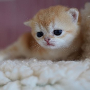 chaton British Shorthair black golden shell Muzan Chatterie Nekobaa chaton British Shorthair black golden shell Muzan Chatterie Nekobaa