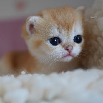 chaton British Shorthair black golden shell Muzan Chatterie Nekobaa chaton British Shorthair black golden shell Muzan Chatterie Nekobaa