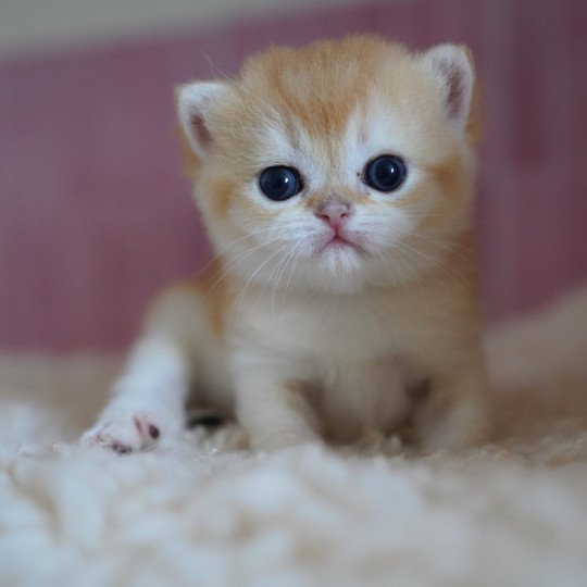 Muzan Mâle British Shorthair