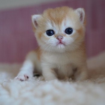 Muzan Mâle British Shorthair