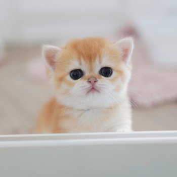 Muzan Mâle British Shorthair