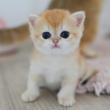 chaton British Shorthair black golden shell Muzan Chatterie Nekobaa chaton British Shorthair black golden shell Muzan Chatterie Nekobaa