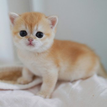 chaton British Shorthair black golden shell Muzan Chatterie Nekobaa chaton British Shorthair black golden shell Muzan Chatterie Nekobaa