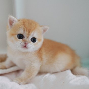 chaton British Shorthair black golden shell Muzan Chatterie Nekobaa chaton British Shorthair black golden shell Muzan Chatterie Nekobaa