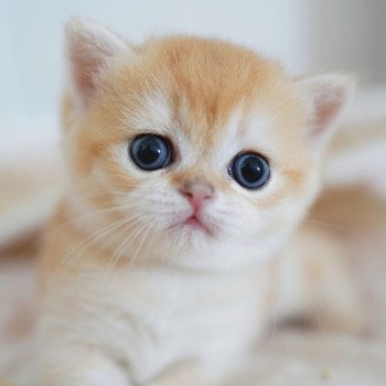 chaton British Shorthair black golden shell Muzan Chatterie Nekobaa chaton British Shorthair black golden shell Muzan Chatterie Nekobaa