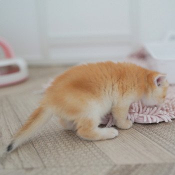 chaton British Shorthair black golden shell Muzan Chatterie Nekobaa chaton British Shorthair black golden shell Muzan Chatterie Nekobaa