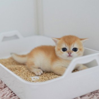 chaton British Shorthair black golden shell Muzan Chatterie Nekobaa chaton British Shorthair black golden shell Muzan Chatterie Nekobaa
