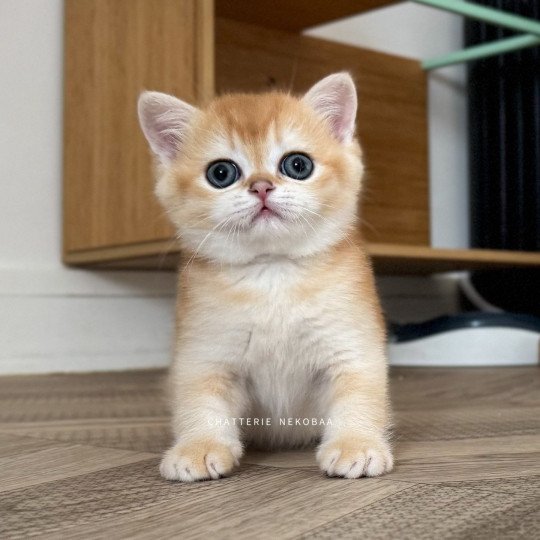 Muzan Mâle British Shorthair