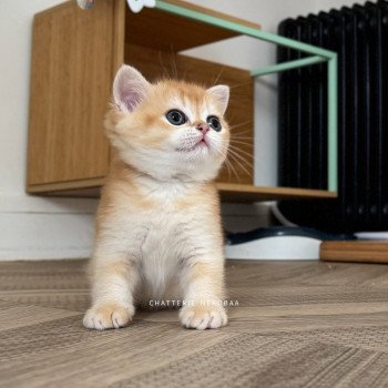 chaton British Shorthair black golden shell Muzan Chatterie Nekobaa chaton British Shorthair black golden shell Muzan Chatterie Nekobaa
