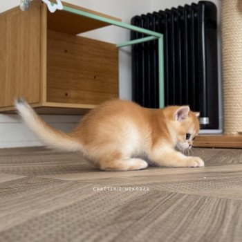chaton British Shorthair black golden shell Muzan Chatterie Nekobaa chaton British Shorthair black golden shell Muzan Chatterie Nekobaa