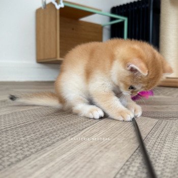 chaton British Shorthair black golden shell Muzan Chatterie Nekobaa chaton British Shorthair black golden shell Muzan Chatterie Nekobaa