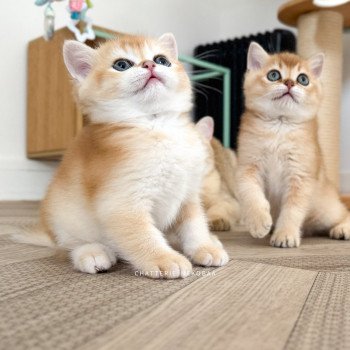 chaton British Shorthair black golden shell Muzan Chatterie Nekobaa chaton British Shorthair black golden shell Muzan Chatterie Nekobaa
