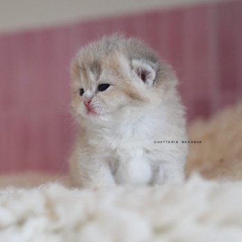 chaton British Shorthair blue golden shaded Naho Chatterie Nekobaa