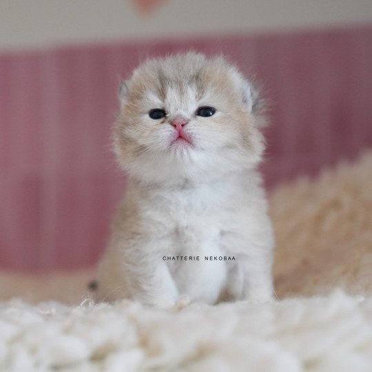 Naho Femelle British Shorthair