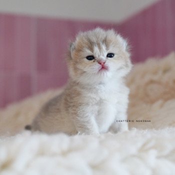 chaton British Shorthair blue golden shaded Naho Chatterie Nekobaa