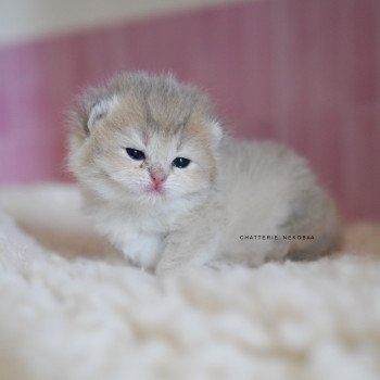 chaton British Shorthair blue golden shaded Naho Chatterie Nekobaa