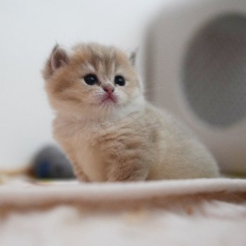 Naho Femelle British Shorthair