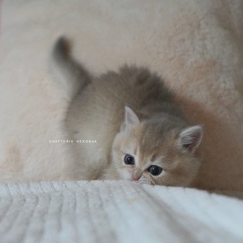 chaton British Shorthair blue golden shaded Naho Chatterie Nekobaa chaton British Shorthair blue golden shaded Naho Chatterie Nekobaa