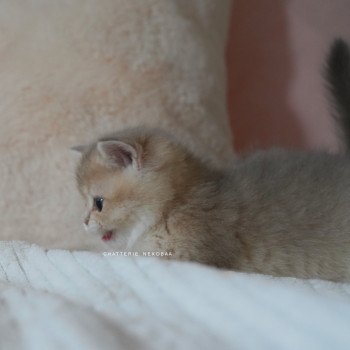 chaton British Shorthair blue golden shaded Naho Chatterie Nekobaa chaton British Shorthair blue golden shaded Naho Chatterie Nekobaa