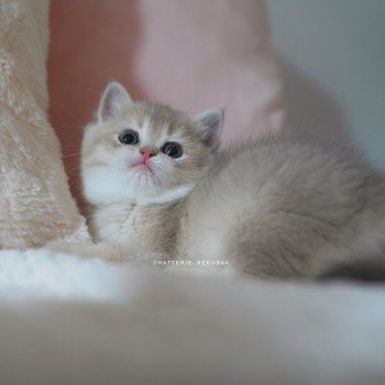 chaton British Shorthair blue golden shaded Naho Chatterie Nekobaa chaton British Shorthair blue golden shaded Naho Chatterie Nekobaa