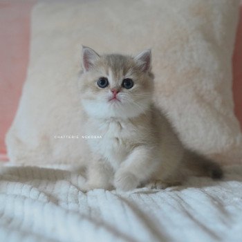 chaton British Shorthair blue golden shaded Naho Chatterie Nekobaa chaton British Shorthair blue golden shaded Naho Chatterie Nekobaa