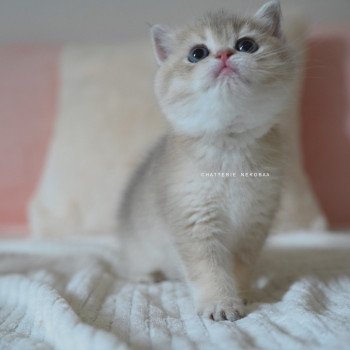 chaton British Shorthair blue golden shaded Naho Chatterie Nekobaa chaton British Shorthair blue golden shaded Naho Chatterie Nekobaa