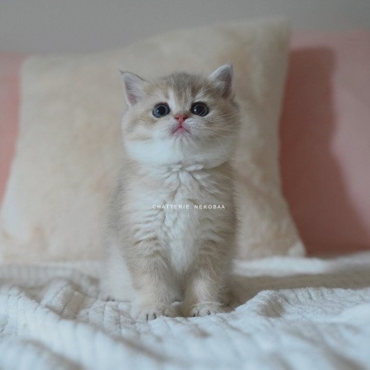Naho Femelle British Shorthair