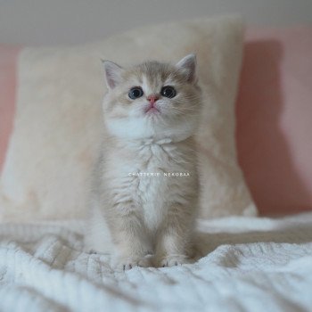 Naho Femelle British Shorthair