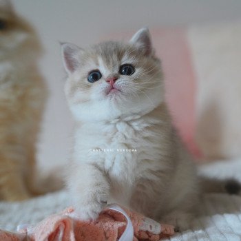 chaton British Shorthair blue golden shaded Naho Chatterie Nekobaa chaton British Shorthair blue golden shaded Naho Chatterie Nekobaa